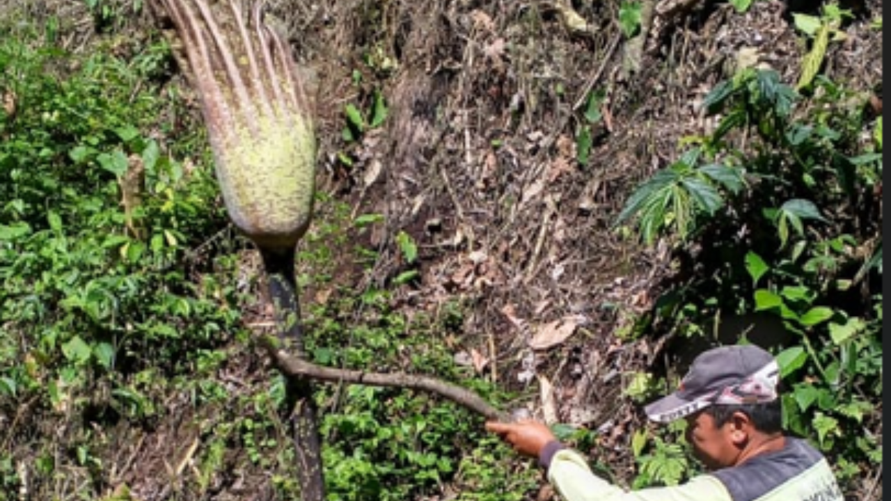 Penemuan Langka! Bunga Bangkai Amorphophallus gigas Muncul di Hutan Adat Nenek Limo Hiang Tinggi Nenek Empat Betung Kuning Muara Air Dua